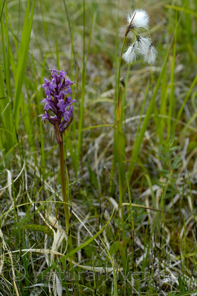 DSC_5900 / Eriophorum latifolium / Breimyrull
