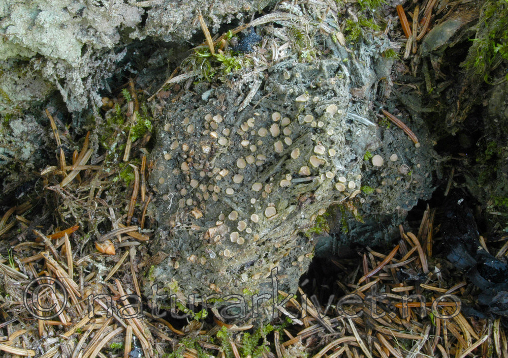 DSC_6012 / Gyalecta friesii / Huldrelav