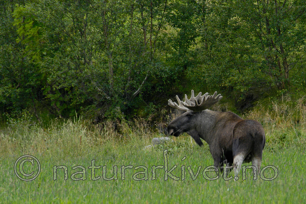 DSC_6390 / Alces alces / Elg