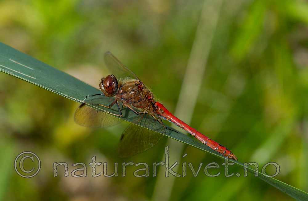 DSC_6647 / Sympetrum vulgatum / Sørlig høstlibelle