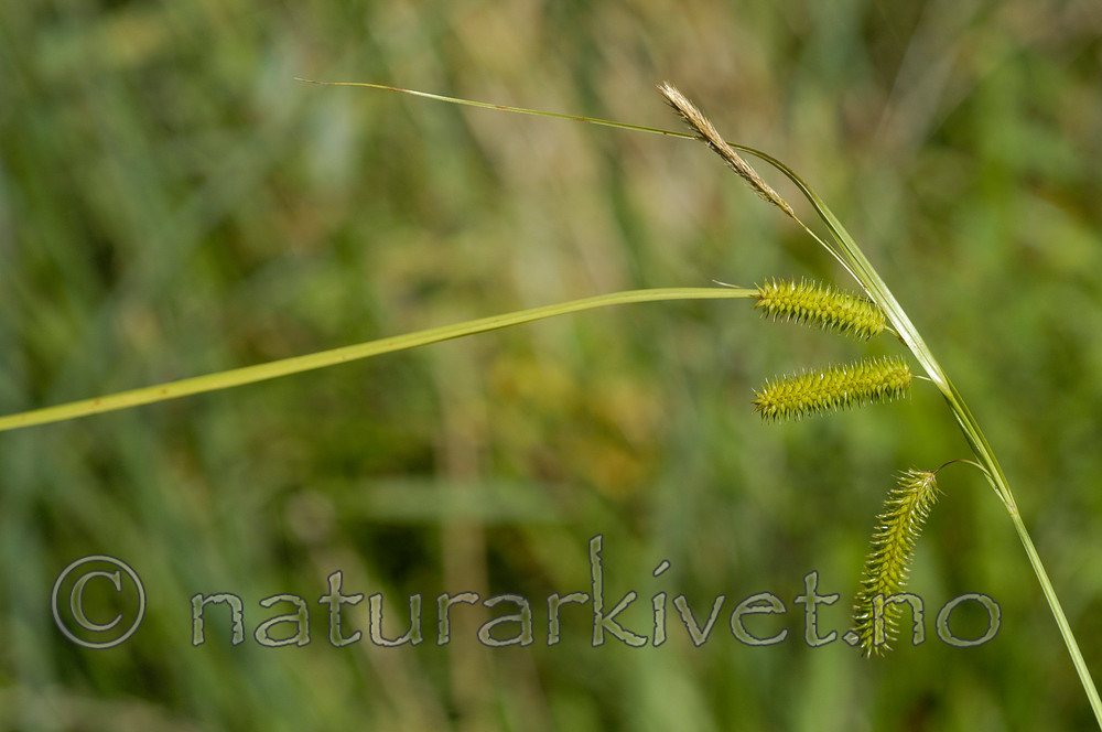 DSC_6782 / Carex pseudocyperus / Dronningstarr