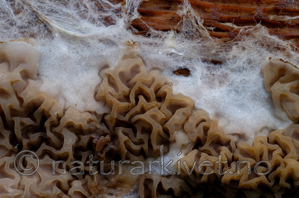 DSC_7105 / Serpula himantioides / Tømmernettsopp