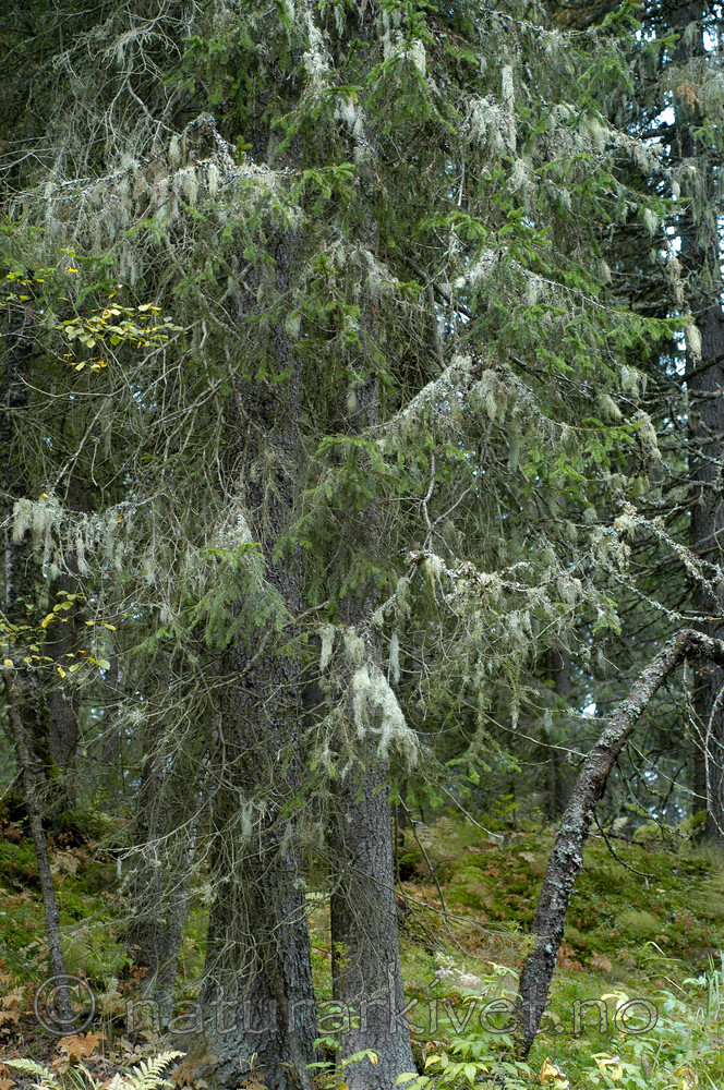 DSC_7202 / Ramalina thrausta / Trådragg