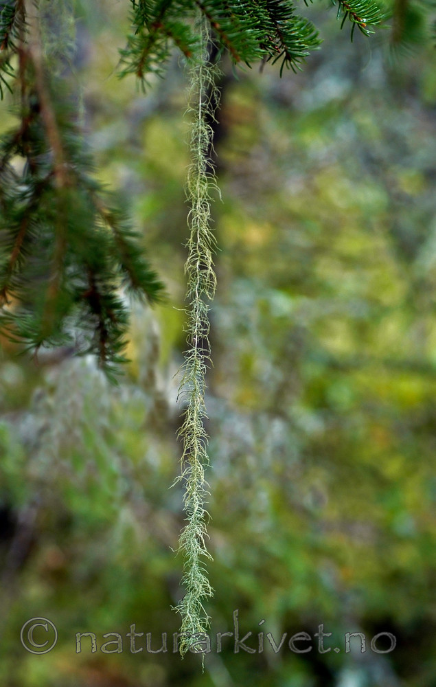 DSC_7204 / Usnea longissima / Huldrestry