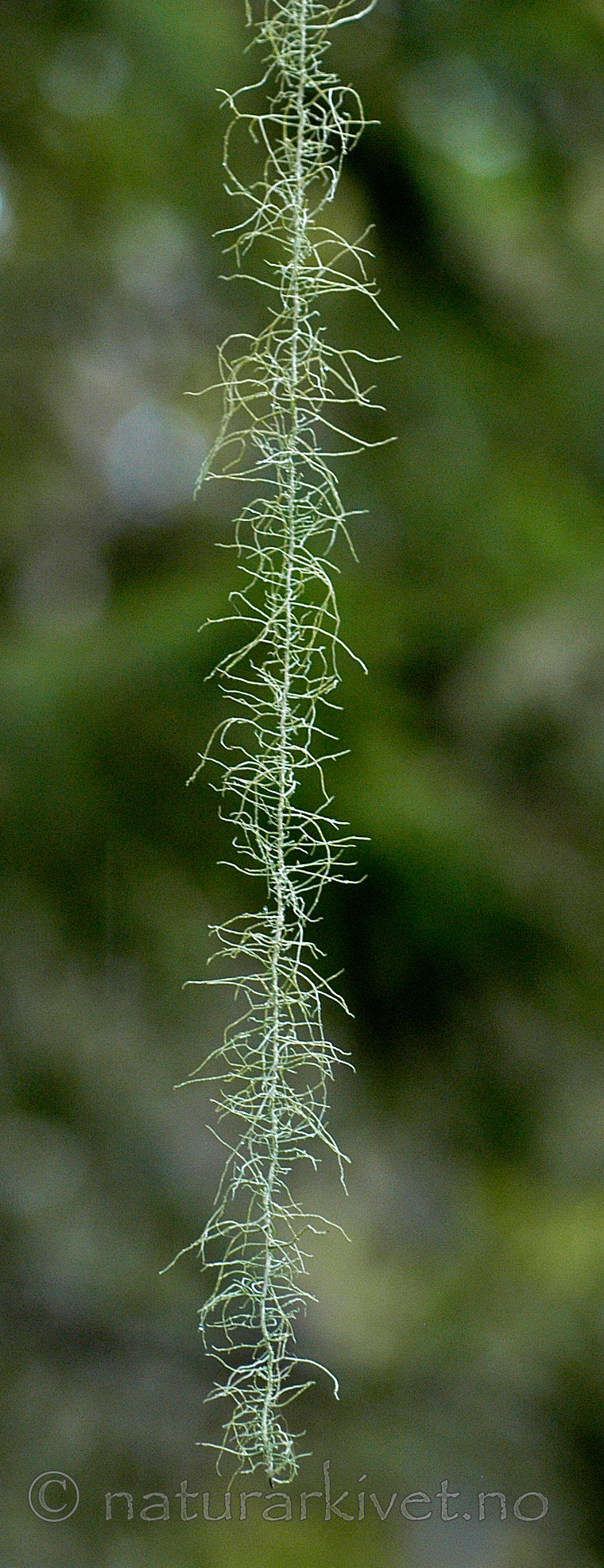 DSC_7205 / Usnea longissima / Huldrestry
