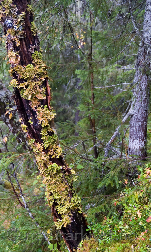 DSC_7223 / Lobaria pulmonaria / Lungenever
