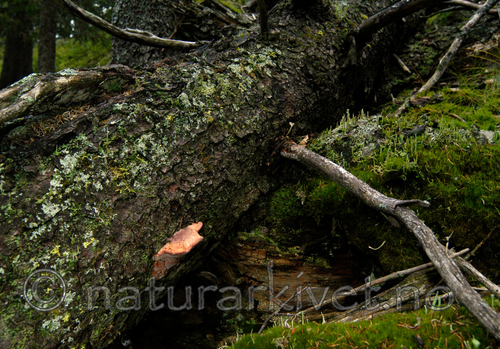 DSC_7668 / Leptoporus mollis / Kjøttkjuke