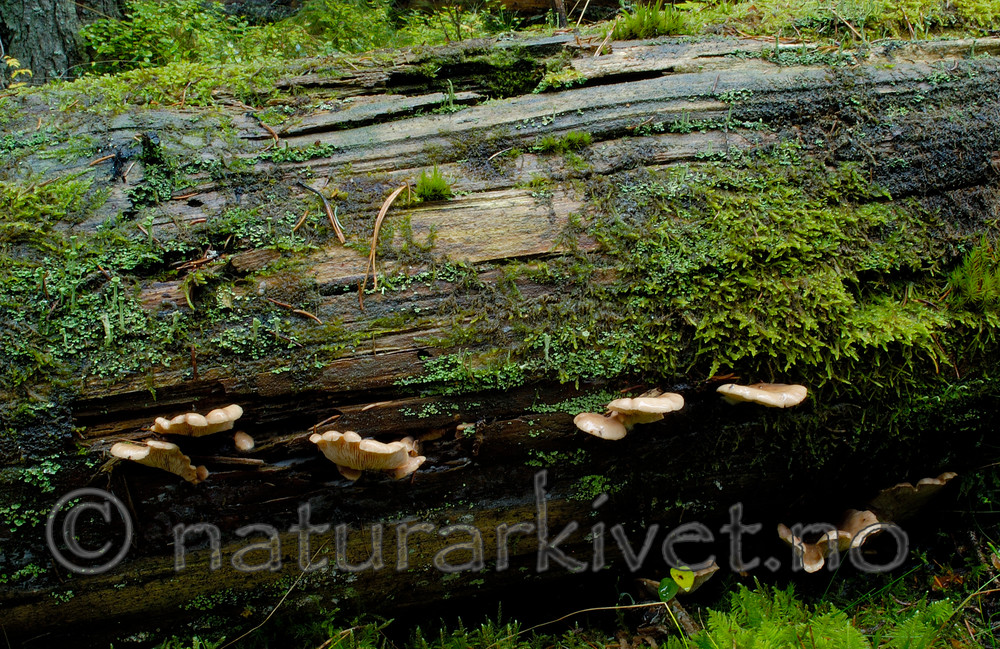 DSC_7704 / Lentinellus castoreus / Beversagsopp