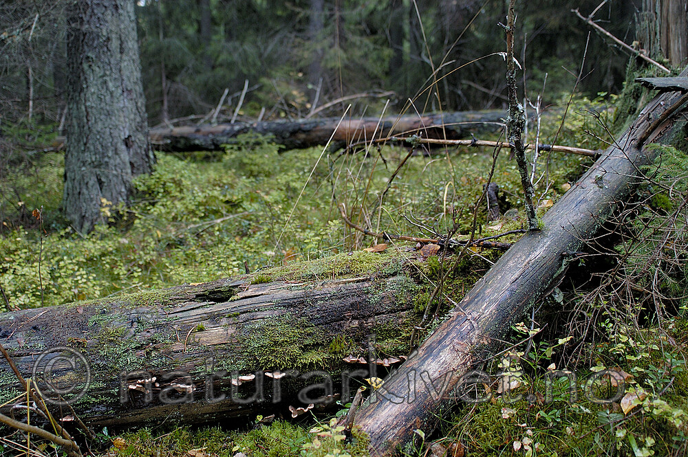 DSC_7711 / Lentinellus castoreus / Beversagsopp