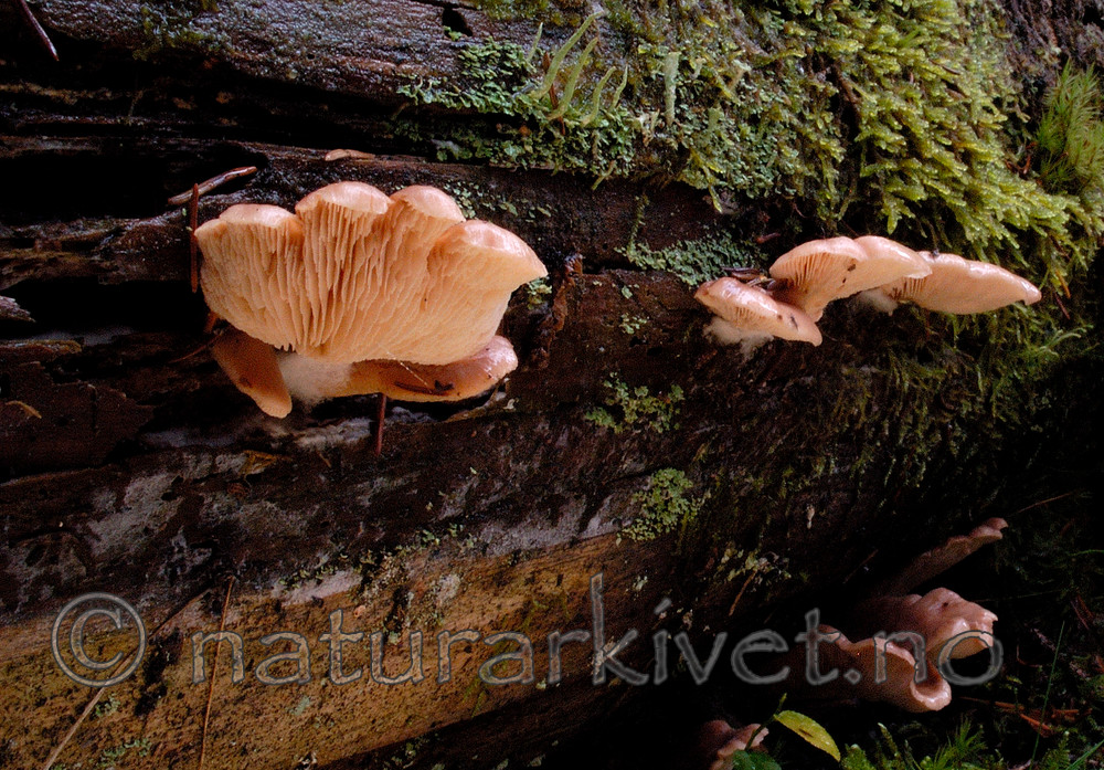 DSC_7726 / Lentinellus castoreus / Beversagsopp