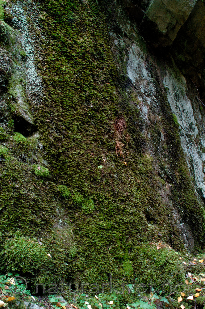 DSC_7739 / Neckera crispa / Krusfellmose