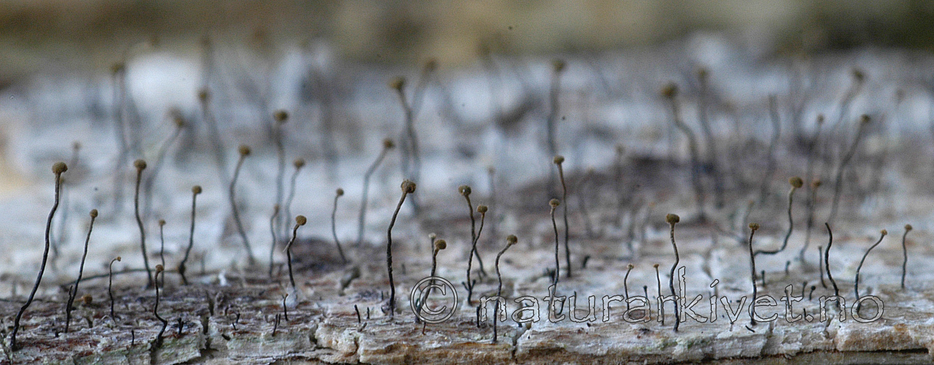 DSC_7836 / Chaenotheca gracillima / Langnål
