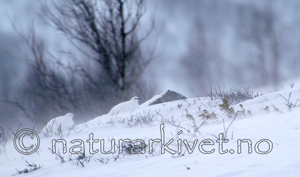 DSC_8254 / Lagopus muta / Fjellrype