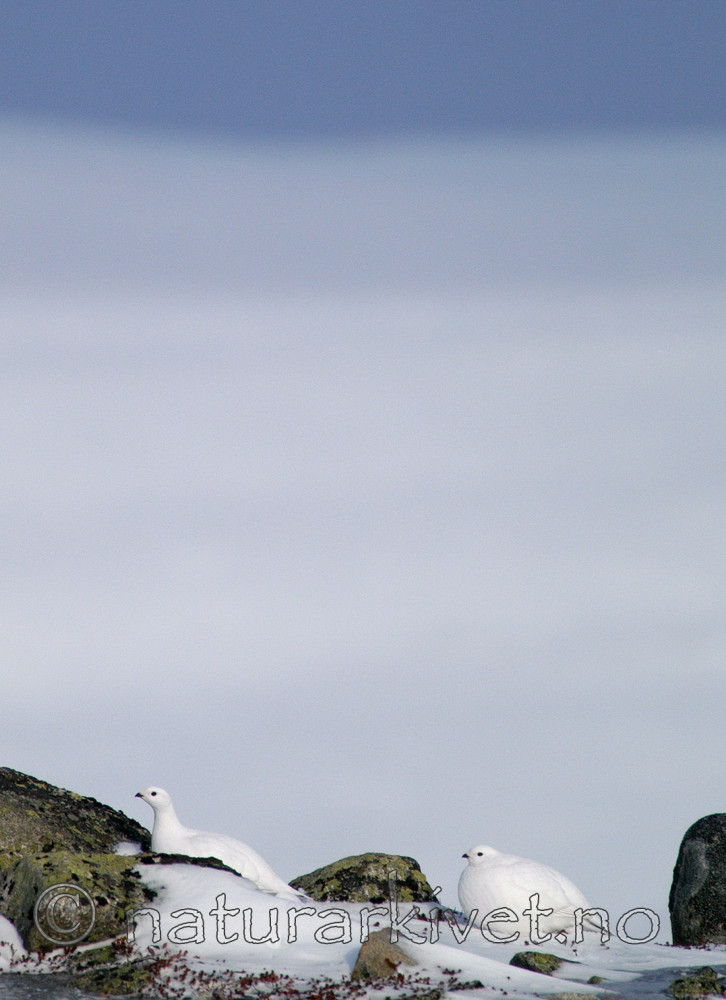 DSC_8308_2 / Lagopus muta / Fjellrype