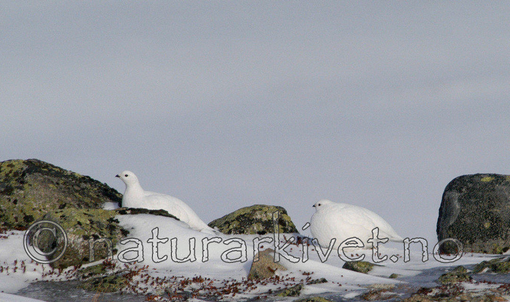 DSC_8312 / Lagopus muta / Fjellrype