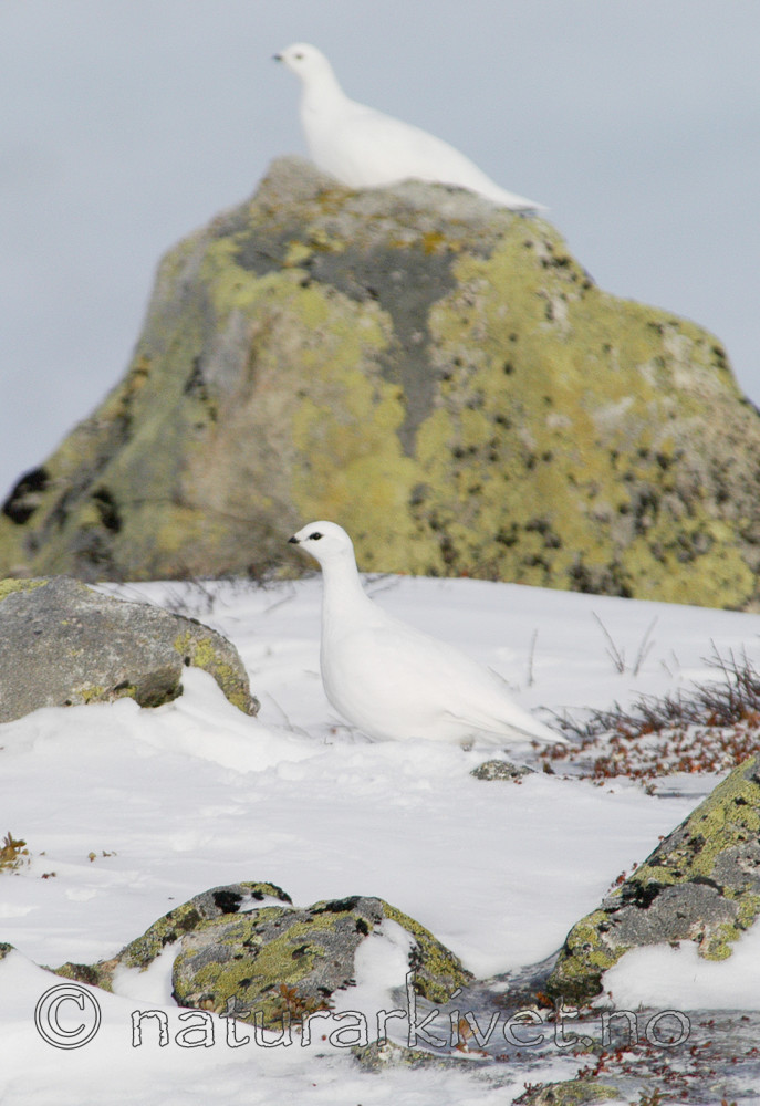 DSC_8332 / Lagopus muta / Fjellrype