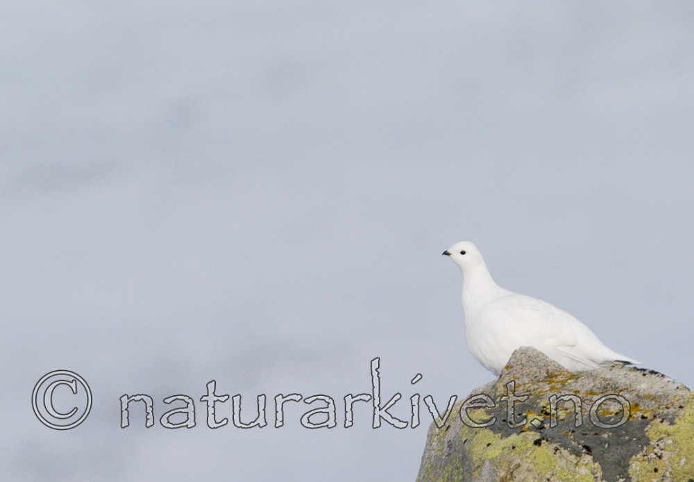 DSC_8333 / Lagopus muta / Fjellrype