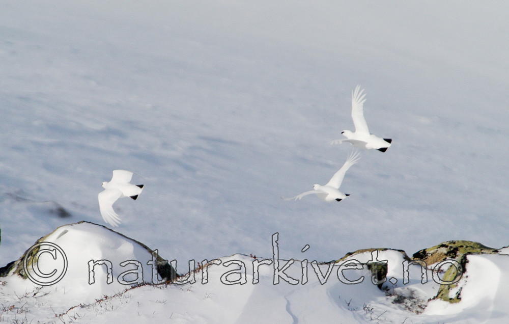 DSC_8343 / Lagopus muta / Fjellrype