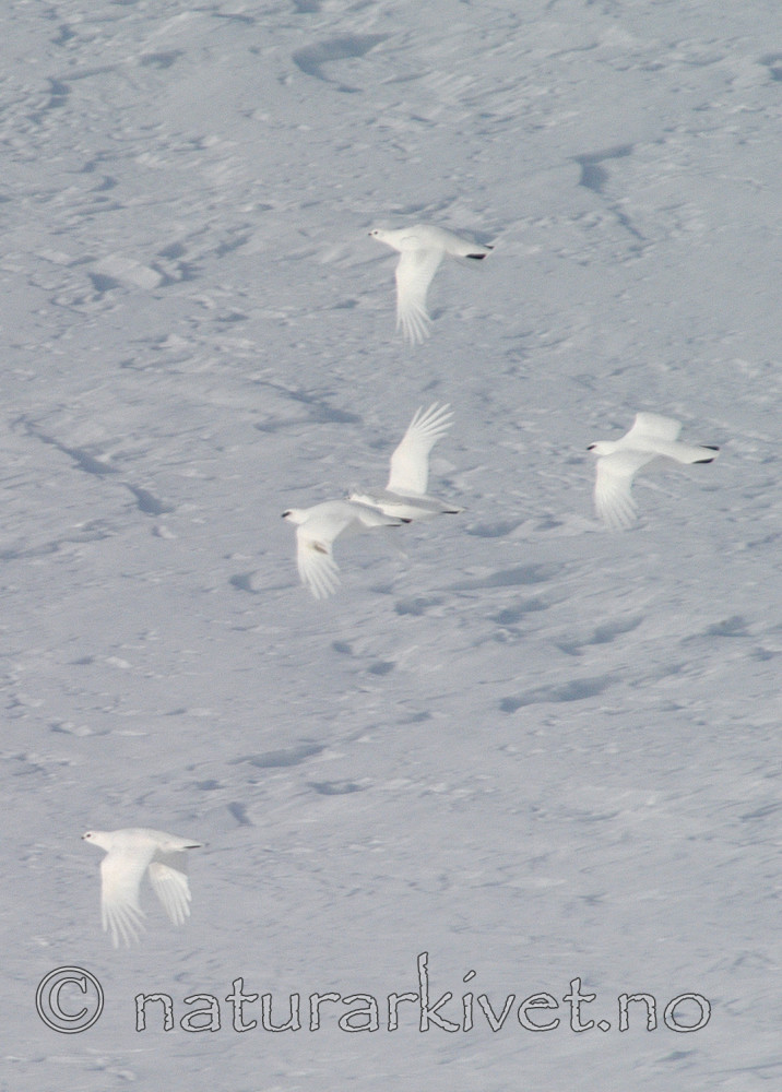 DSC_8346 / Lagopus muta / Fjellrype