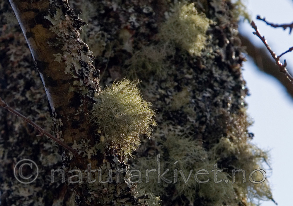 DSC_8721 / Usnea florida / Blomsterstry