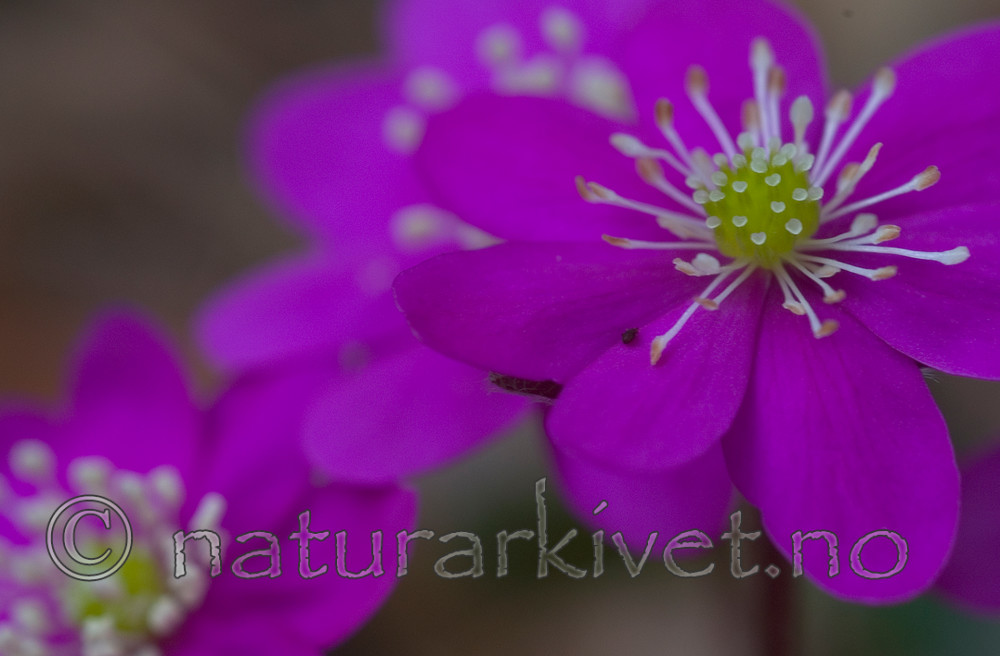 DSC_8812 / Hepatica nobilis / Blåveis