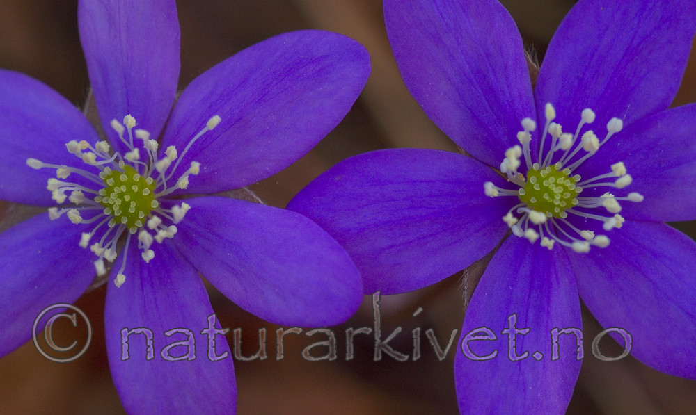 DSC_8817 / Hepatica nobilis / Blåveis