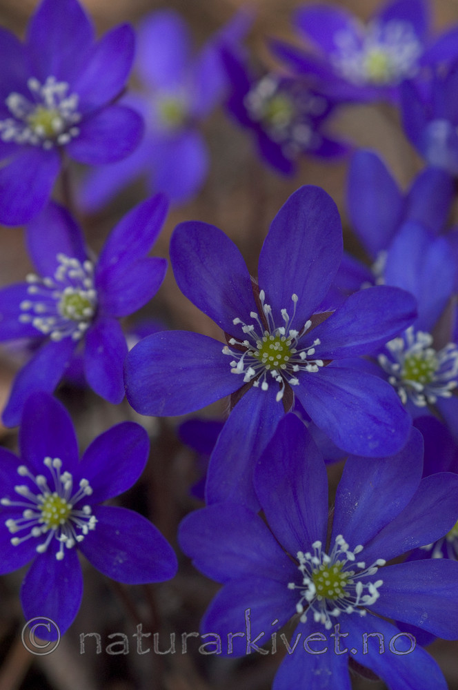 DSC_8826 / Hepatica nobilis / Blåveis