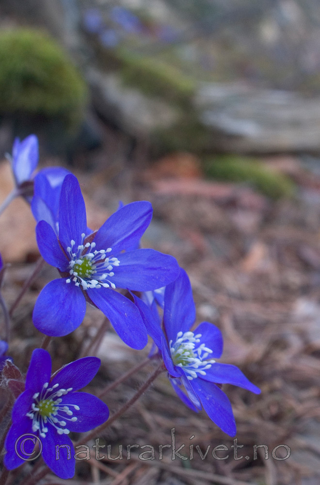 DSC_8855 / Hepatica nobilis / Blåveis