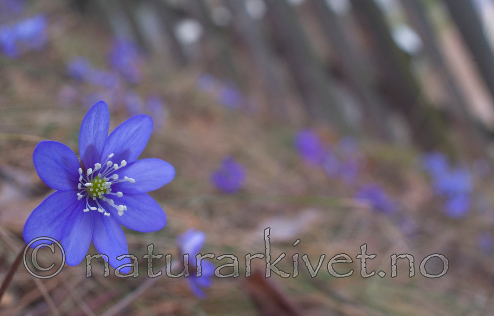 DSC_8864 / Hepatica nobilis / Blåveis