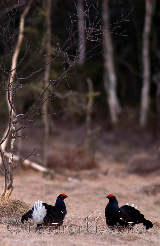 DSC_9089-2 / Tetrao tetrix / Orrfugl