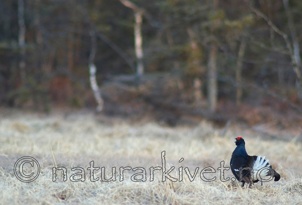 DSC_9116 / Tetrao tetrix / Orrfugl