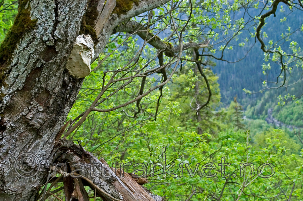 DSC_9407 / Haploporus odorus / Nordlig aniskjuke <br /> Salix caprea / Selje