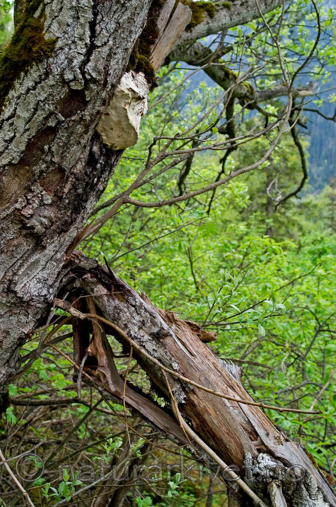 DSC_9408 / Haploporus odorus / Nordlig aniskjuke <br /> Salix caprea / Selje