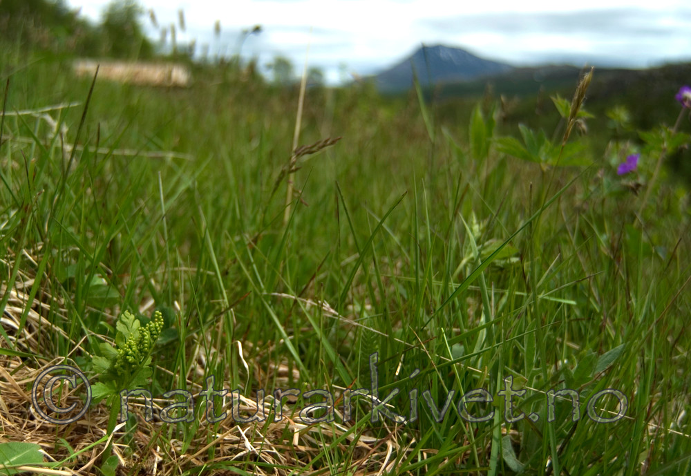 DSC_9589 / Botrychium boreale / Fjellmarinøkkel