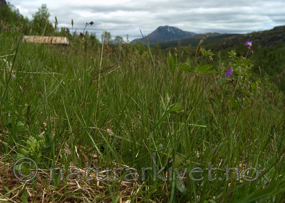 DSC_9590 / Botrychium boreale / Fjellmarinøkkel