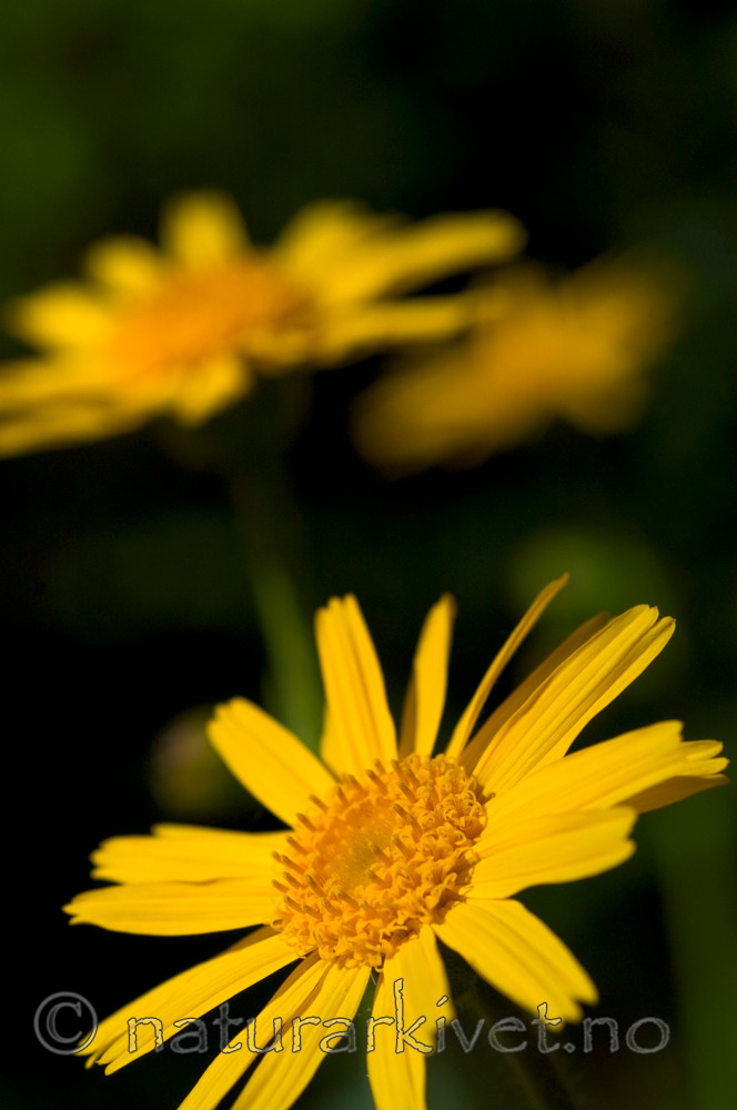 DSC_9708 / Arnica montana / Solblom