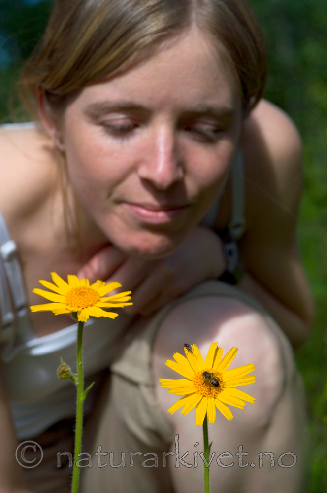 DSC_9717 / Arnica montana / Solblom