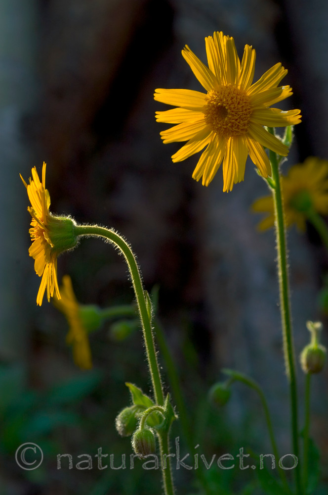 DSC_9735 / Arnica montana / Solblom