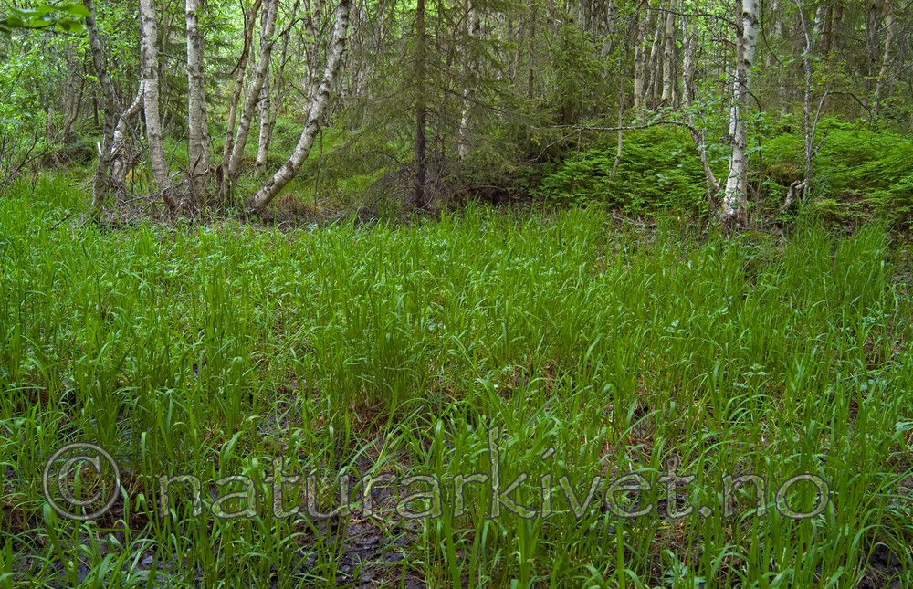 DSC_9762 / Glyceria lithuanica / Skogsøtgras