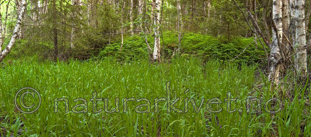 DSC_9770 / Glyceria lithuanica / Skogsøtgras