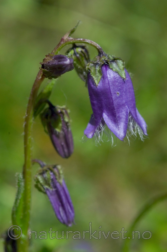 DSC_9948 / Campanula barbata / Skjeggklokke