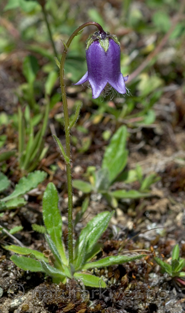 DSC_9951 / Campanula barbata / Skjeggklokke