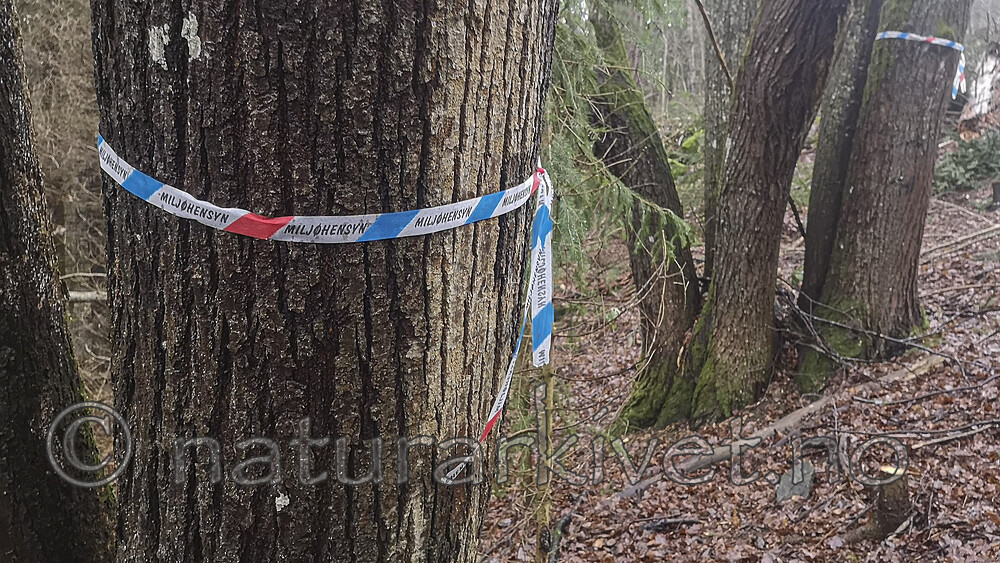 IMG_20201205_125106 / Tilia cordata / Lind