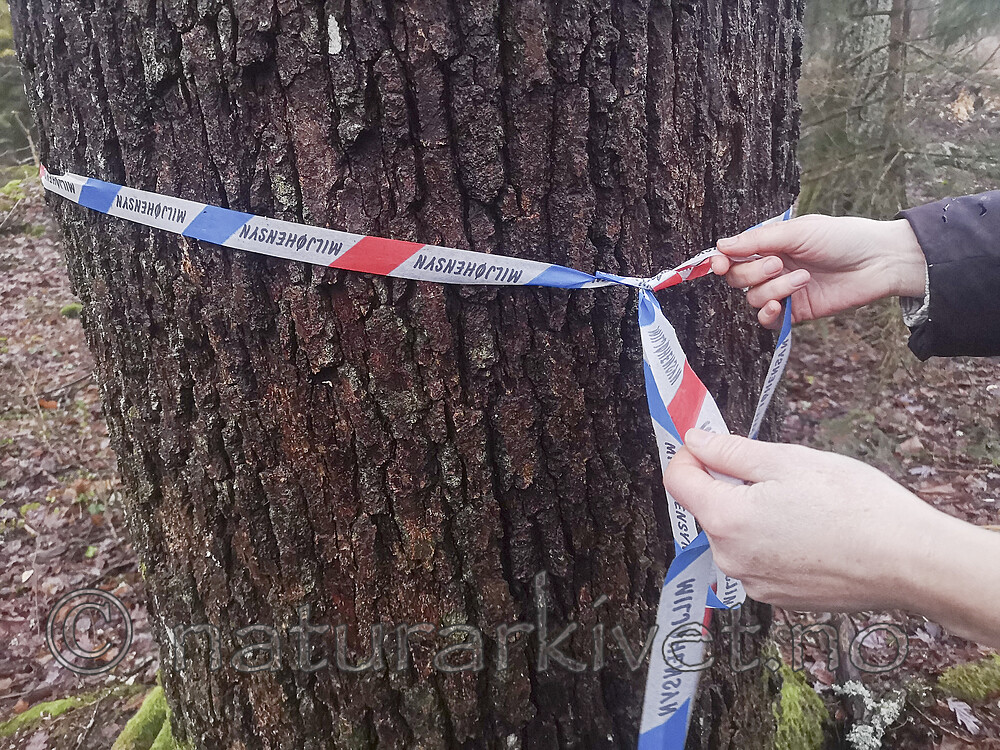 IMG_20201205_125503 / Quercus robur / Sommereik