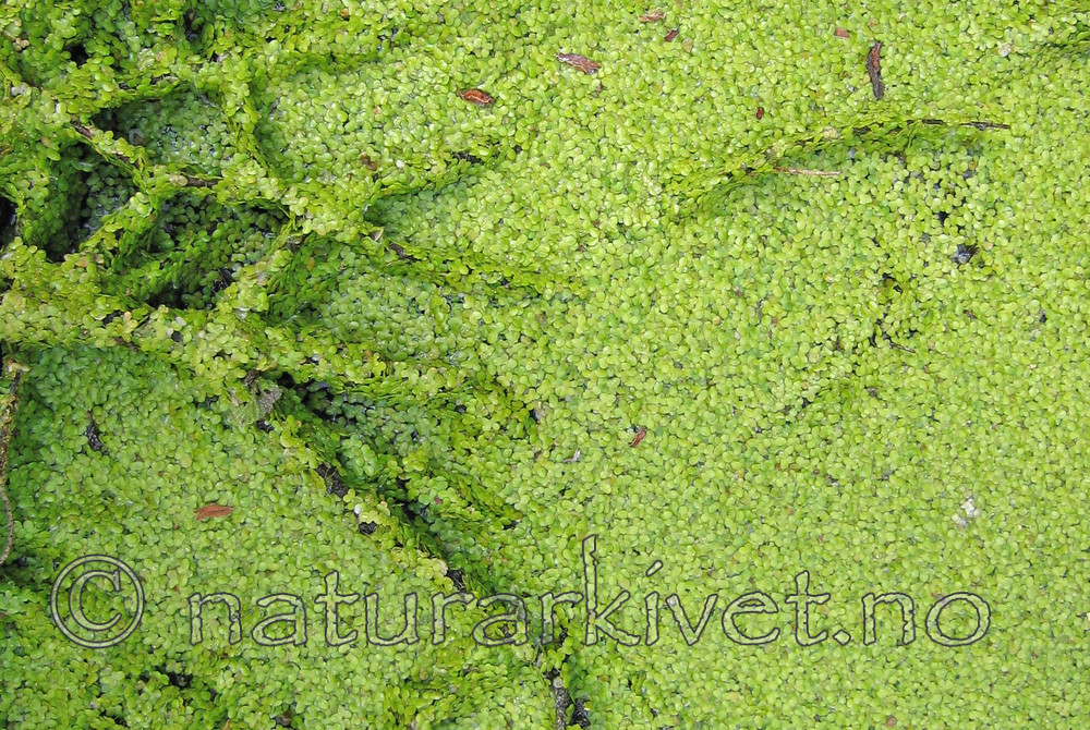 IMG_5290_2 / Lemna minor / Andemat