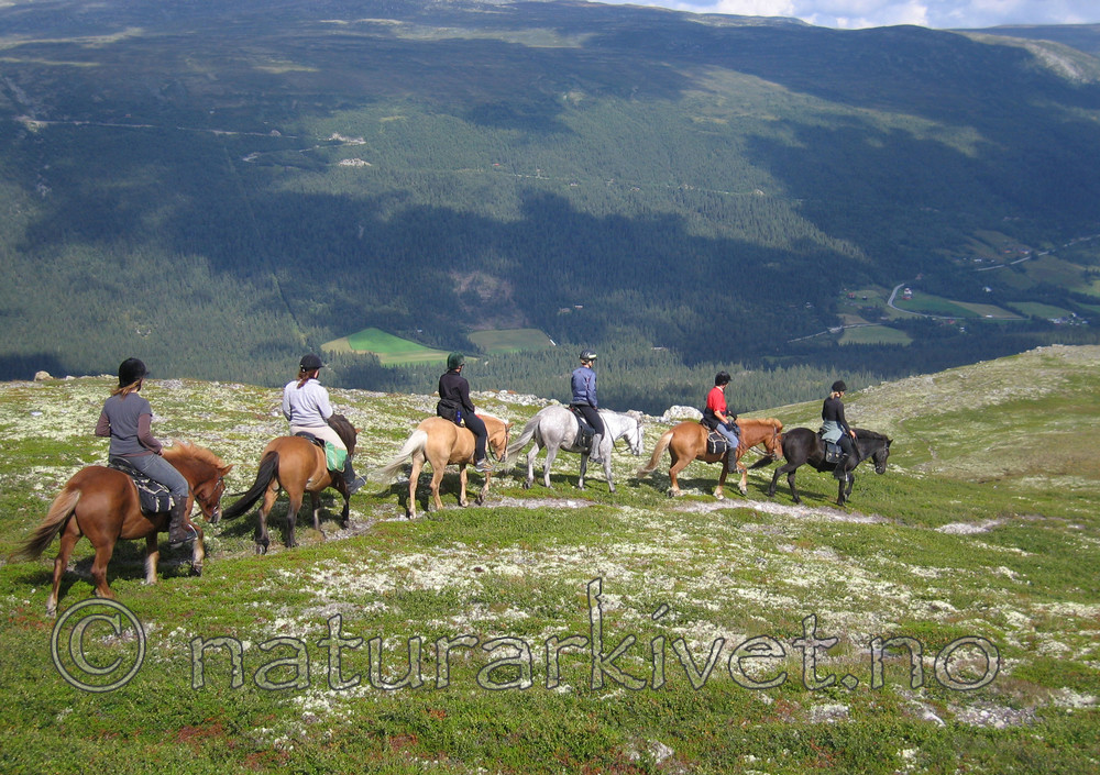 IMG_7548 / Equus caballus / Hest