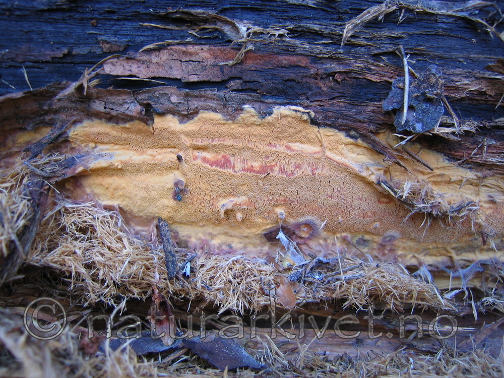 IMG_8134 / Hapalopilus ochraceolateritius / Karminkjuke