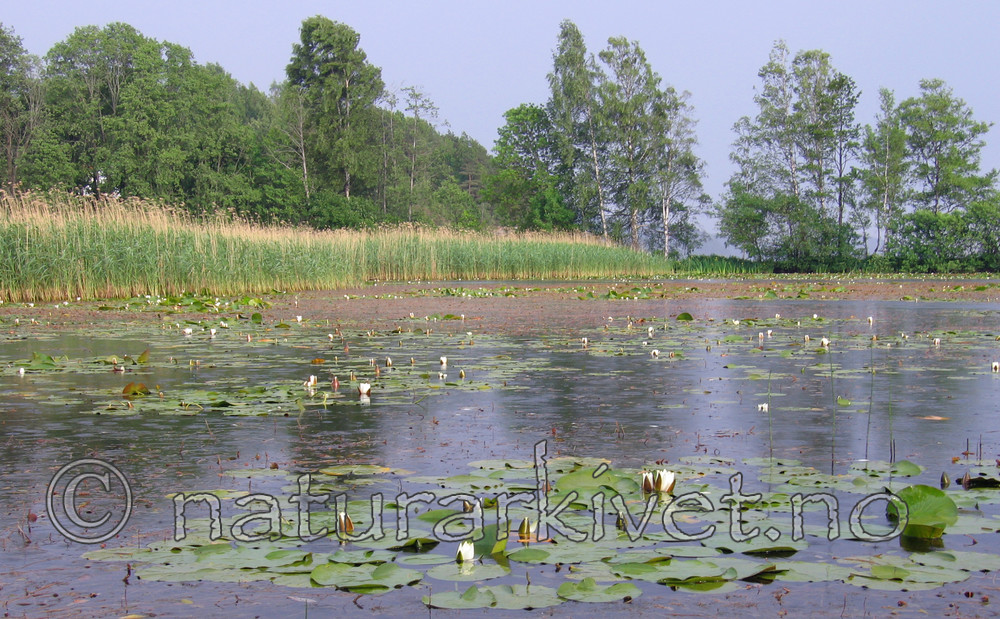 IMG_8753 / Nymphaea alba / Hvit nøkkerose <br /> Phragmites australis / Takrør