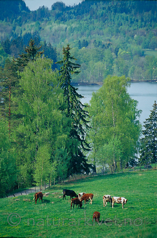 KA 06 00 0014 / Bos taurus / Storfe