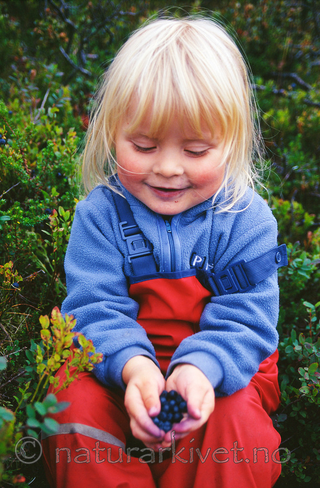 KA 07 00 037 / Vaccinium myrtillus / Blåbær